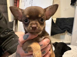Tea Cup chihuahua puppies Brown and Black