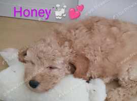 Miniature KC Poodle Puppies in Alloa