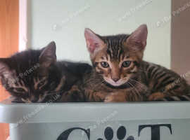 Bengal kittens