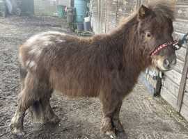 TINY BLANKET SPOTTED YEARLING FILLY 28"