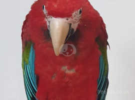 Macaw green wing
