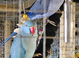 blue ringneck male