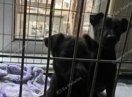 w mali pups