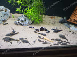 Young BB Pleco's