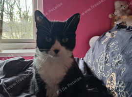 Black and white cat