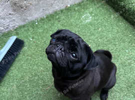 Miniature pug