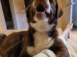 Labrador cross cocker spaniel
