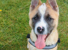 Still looking for his forever home
