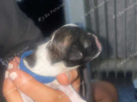 Pups for sale