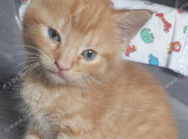 5 kittens for sale !!!