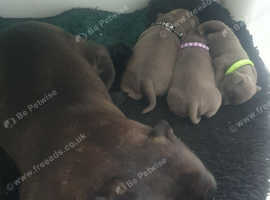 Dewellblue Staffy Pups