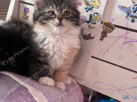 Kittens