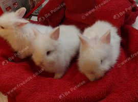 3 beautiful  5.5 weeks old