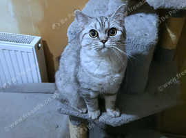 BSH Silver Spotted Tabby