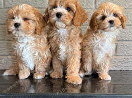 Cavapoos