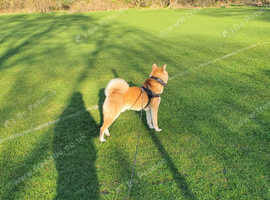 Shiba