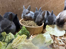 Netherlands x lop baby bunnies for sale