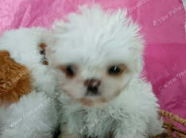 Stunning pure white extremely small kc reg baby boy/girl