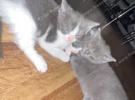 Female kitten