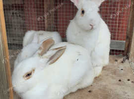 Beautiful Rabbit Boys and Girls are available