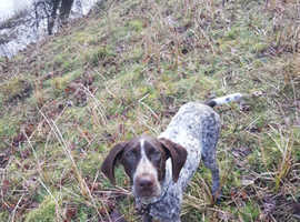 German Shorthaired Pointer For Sale