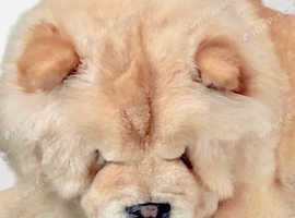 STUNNING KC TEDDY FACED CREAM CHOW FEMALE!!!!