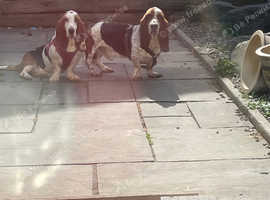 Basset hound pair