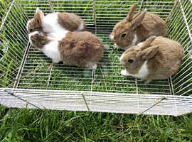Beautiful Baby Bunnies / Rabbits