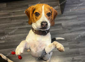 2 year old beagle *please read ad"