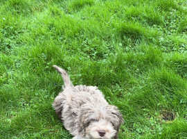 Labradoodle Puppy for sale