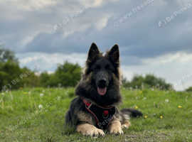 Blue & Tan female German Shepherd