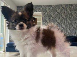 papillon pup available