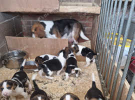 7 Beautiful Beagle Pups
