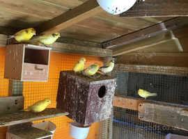 Lots of canaries for sale