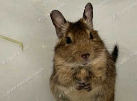 Two baby male degus. £30