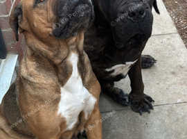 Dog rehoming