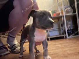 Bull mastiff cross 8 weeks old