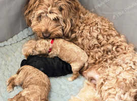 Cockapoo pups for sale