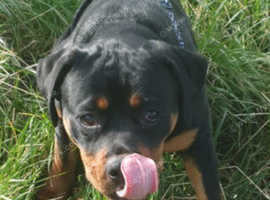1 year old female rottweiler for sale