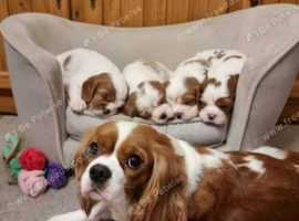 Available cavalier king charles spaniel puppies