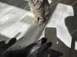 2 kittens that need forever home