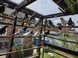 Pigeons for sale