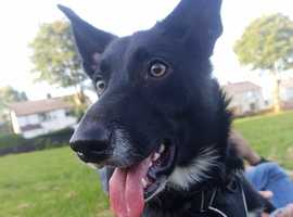 1yo Border Collie Rehoming Due To No Fault Of His Own