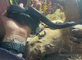 Mexican Black King Snake with Vivarium and equipment