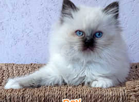 Ragdoll wonderful, cute, fluffy kittens;)