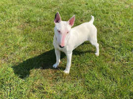 Kc reg English bull terrier  bitch