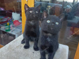 Beautiful Black Tabby Male Kittens
