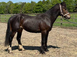 2 year old WELSH D COLT