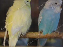 Male and female Budgies