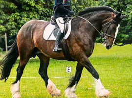 17.3/18h 12Yo Registered Shire Mare